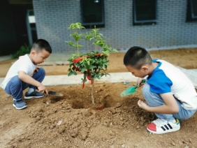 种树 (4)