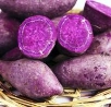 G:\2023.9玉振路资料\食谱图集\紫薯.jpg紫薯